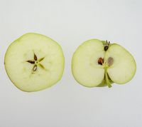 Maglemer æble